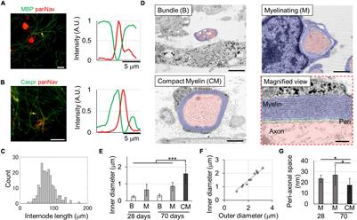 Recording Saltatory Conduction Along Sensory Axons Using a High-Density Microelectrode Array